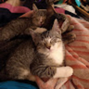 Meet your Posher, Ciera